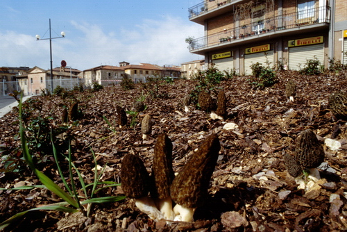 Morchella conica var.costata.